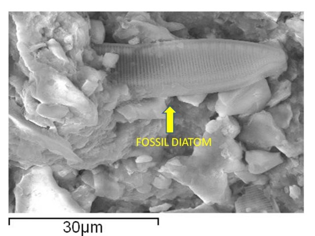 Claim: Meteorite discovered with signs of life in it